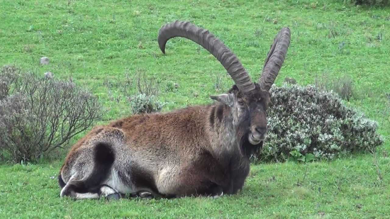 Walia Ibex - Ethiopian Capricorn