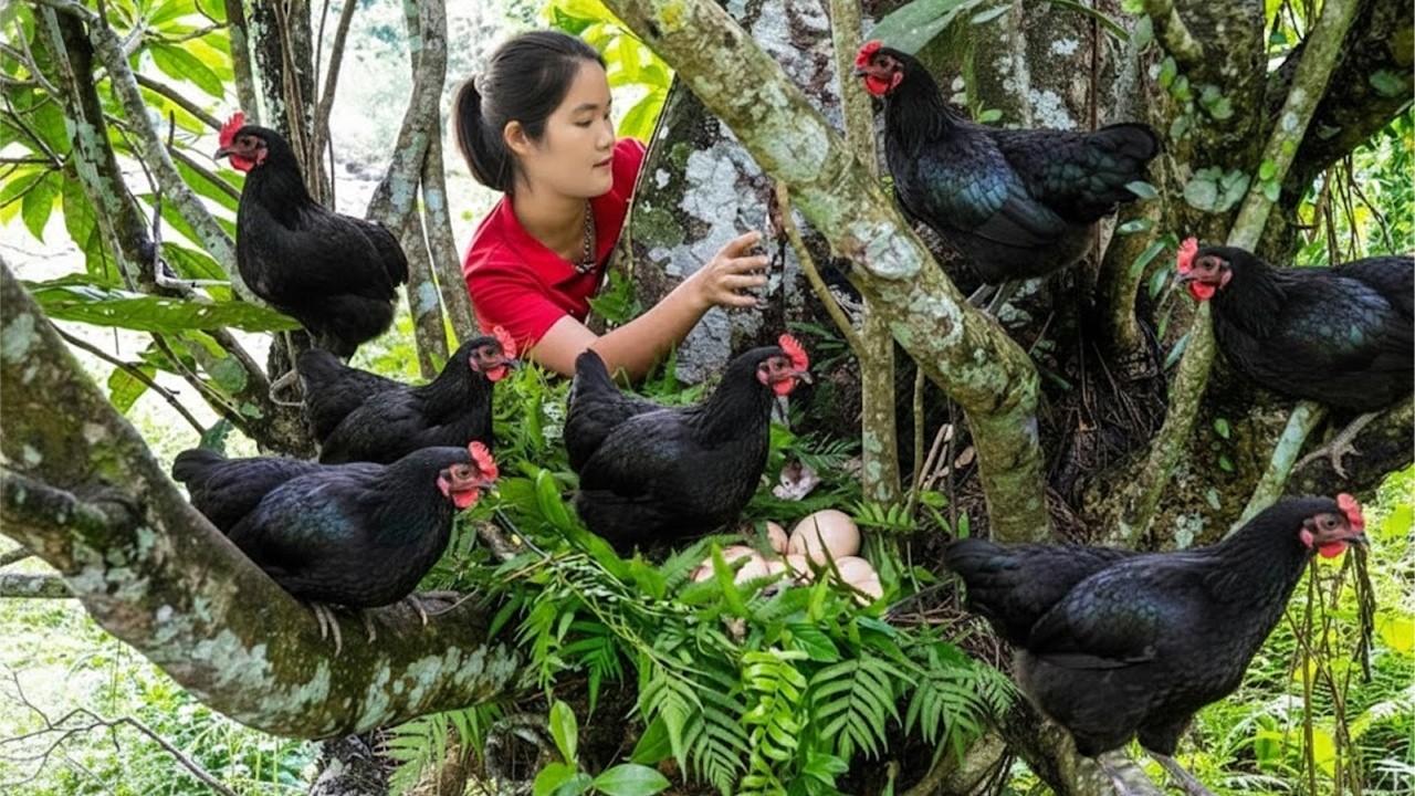 Harvesting Black Chickens & Fresh Eggs in Trees & Goes Market to Sell – Bushcraft Survival Lifestyle