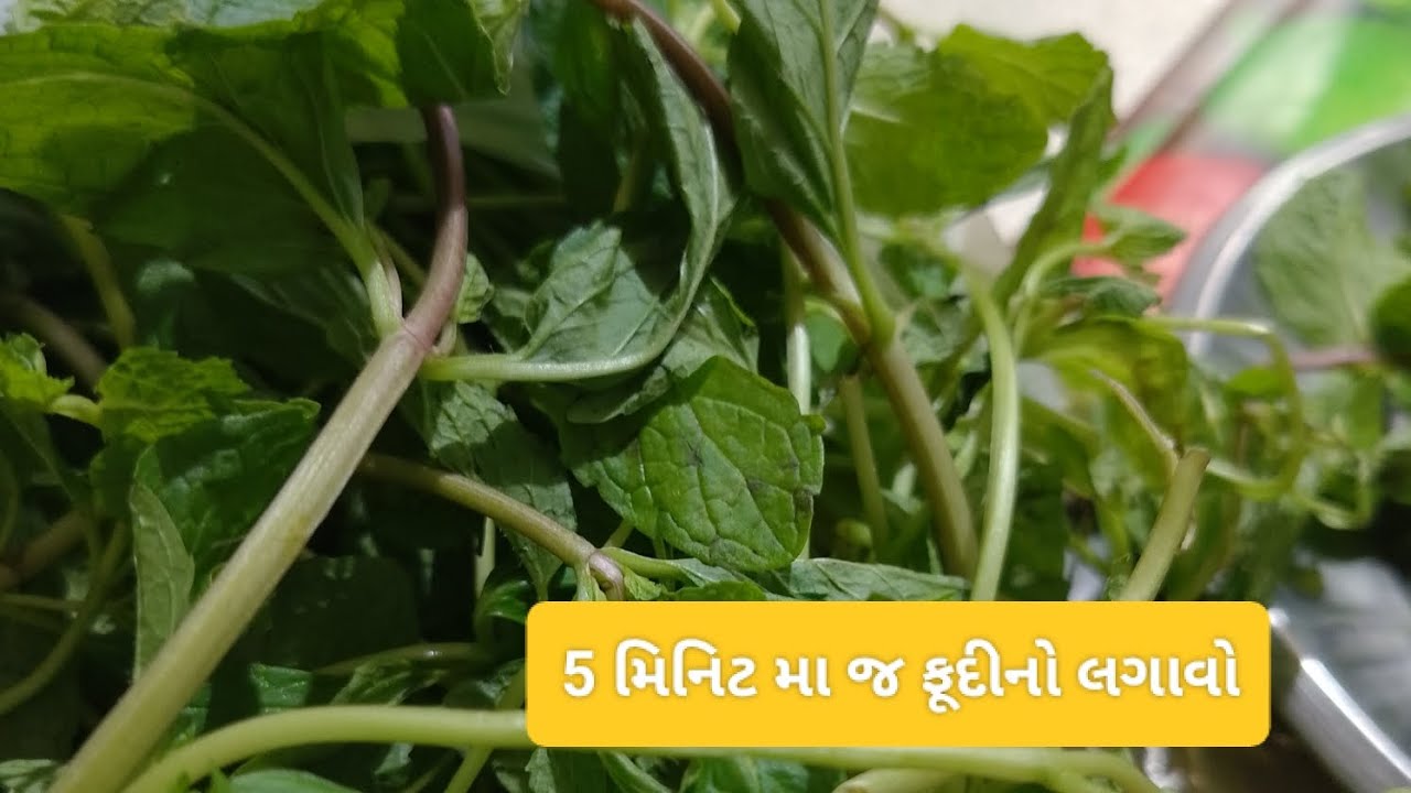 આજે મારા ગાર્ડન માં ફૂદીનો લગાવો છે #trending #minivlog #tips #gardening 