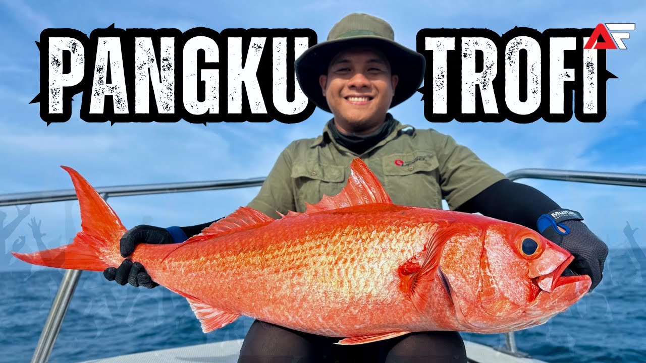Jigging di kedalaman sehingga 200 meter | Ruby Snapper Pangku Munculkan diri