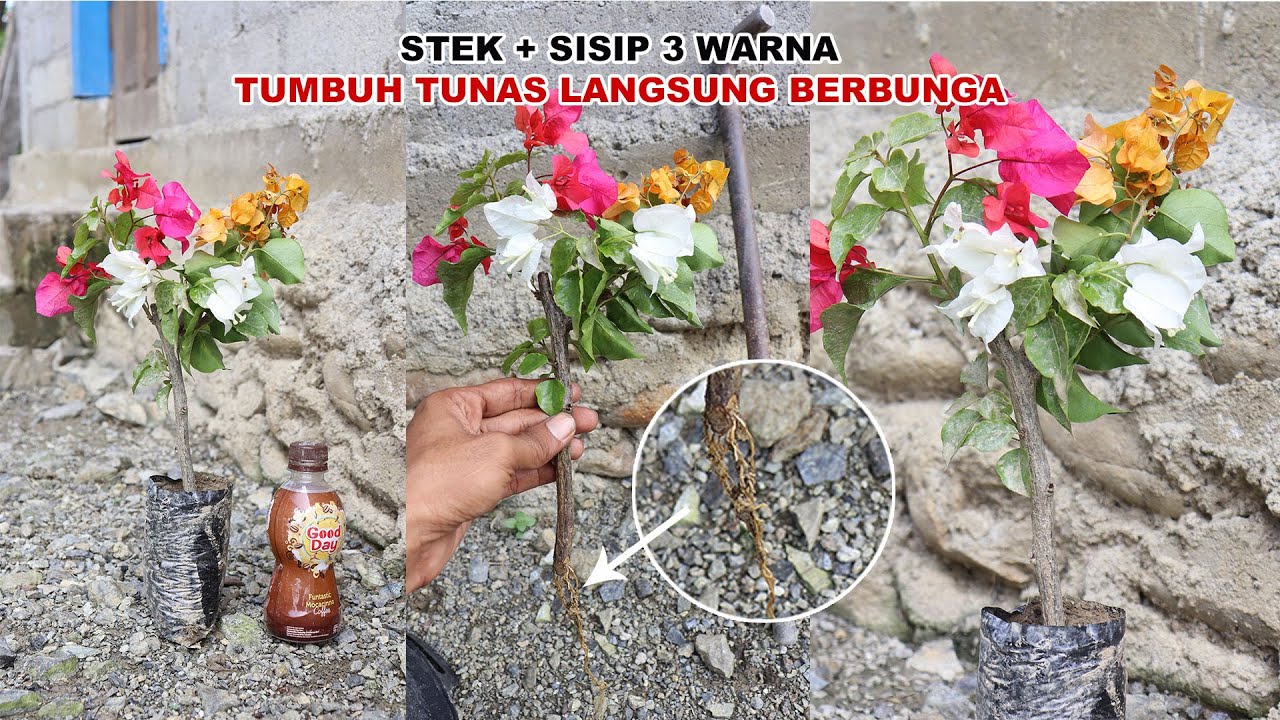 Stek Bougenville 3 Warna, Tumbuh tunas Langsung Berbunga