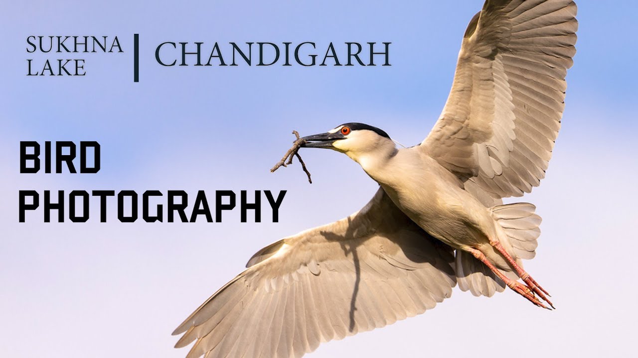 Sukhna Lake Chandigarh | Bird Photography