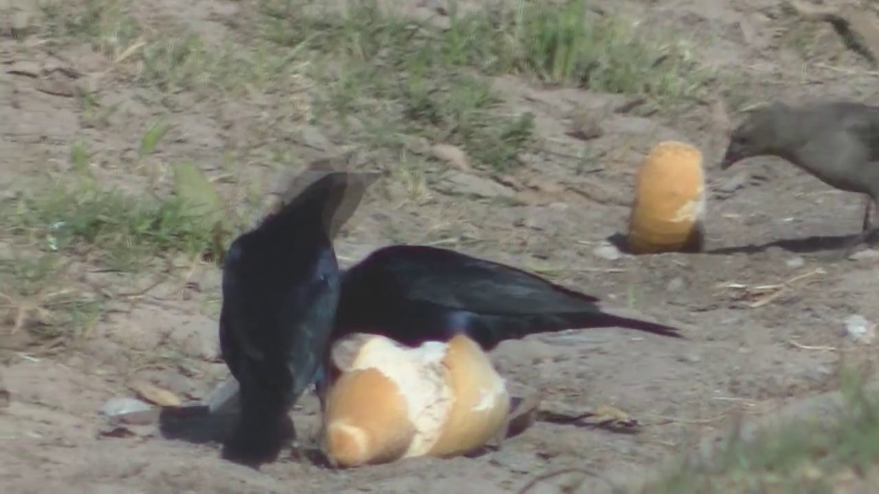 Qué comen las aves Esperanza Argentina Tordo renegrido 2020
