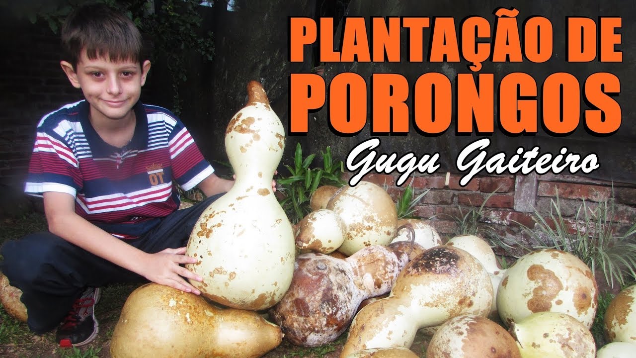 Plantação de Porongos