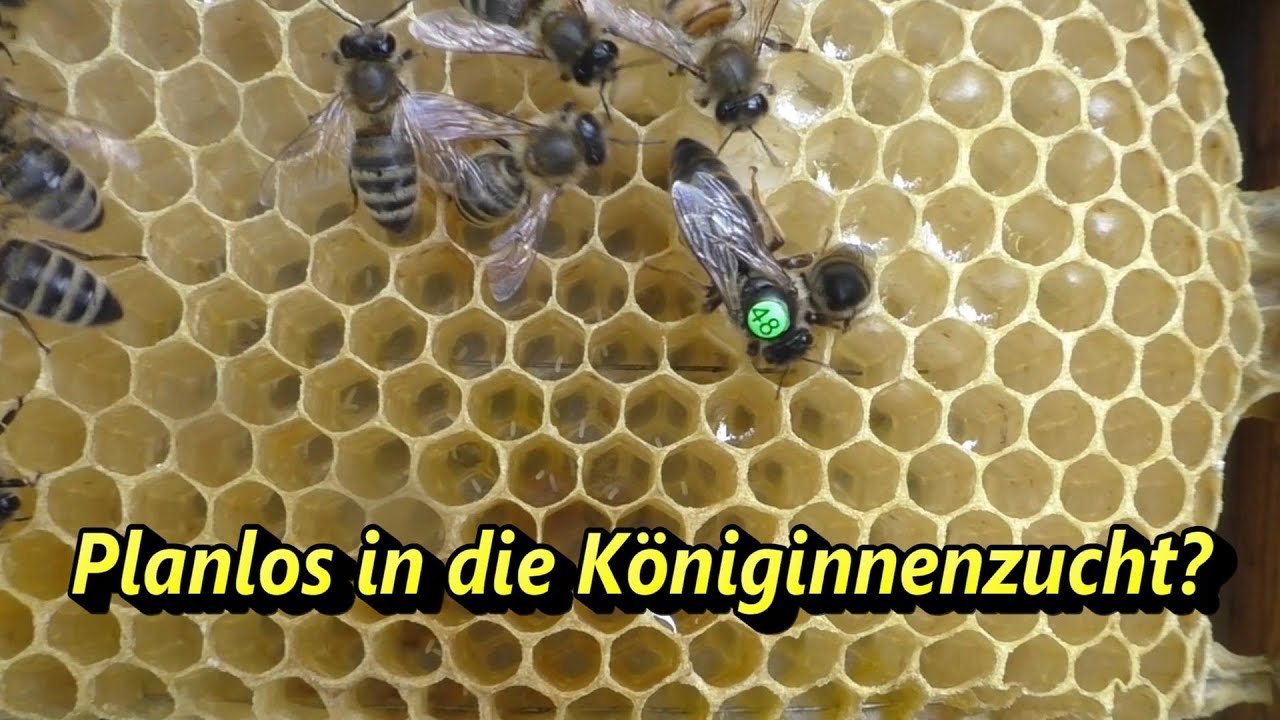Planlos in die Königinnenzucht?
