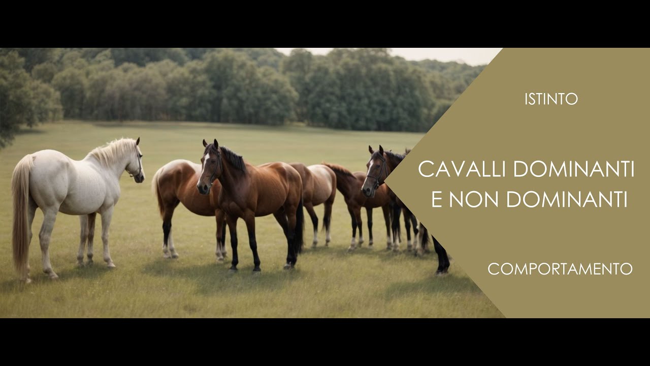 ♘ Cavalli || Cavalli Dominanti e Non || Comportamento (Inedito)