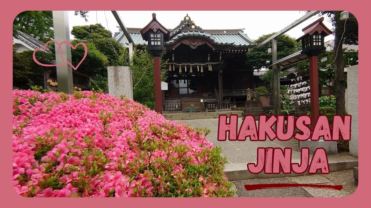 HAKUSAN JINJA in TOKYO, quiet walk, shrine, torii, Hydrangeas, Azaleas, JP, ... @SakuraZensekai