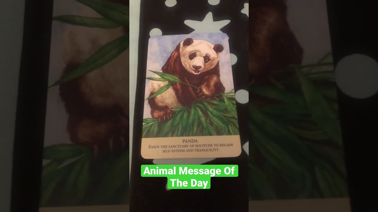 🐼Animal Message🐼 #AnimalMessages #Cards #AnimalGuides #Message #PositiveVibes