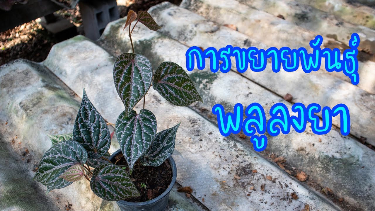 การขยายพันธุ์ พลูลงยา สวนลุงช้อย ไม้ประดับ