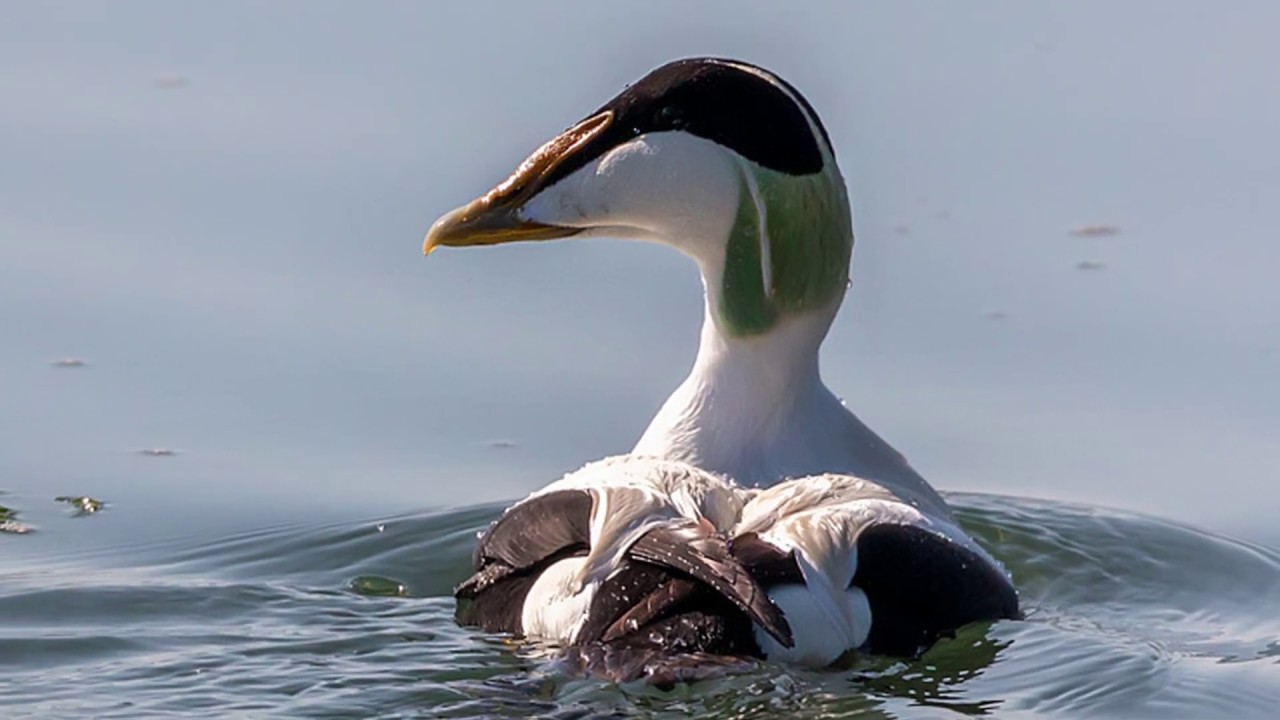 Fauna y Flora de Cantabria.