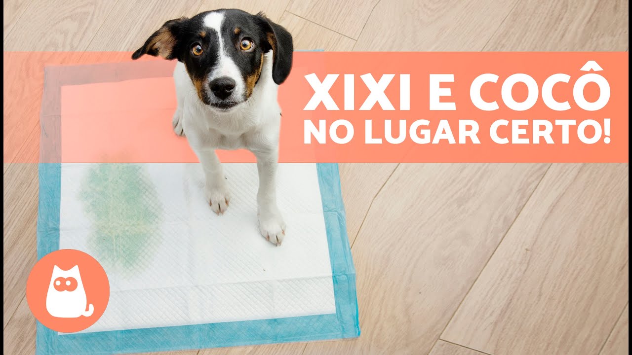 Como ensinar um CACHORRO FILHOTE a fazer suas NECESSIDADES no TAPETE HIGIÊNICO🐶✅