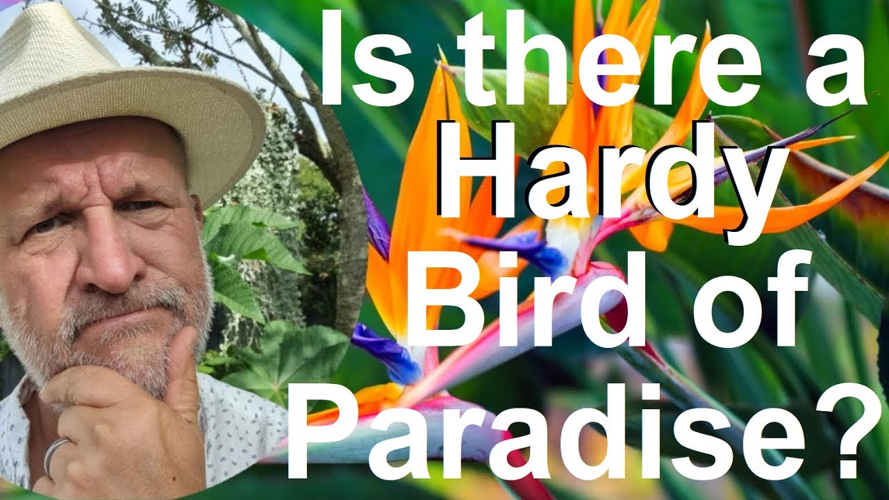 Tropical Gardens UK: Is There a Hardy Bird of Paradise Flower - Strelitzia  regina?
