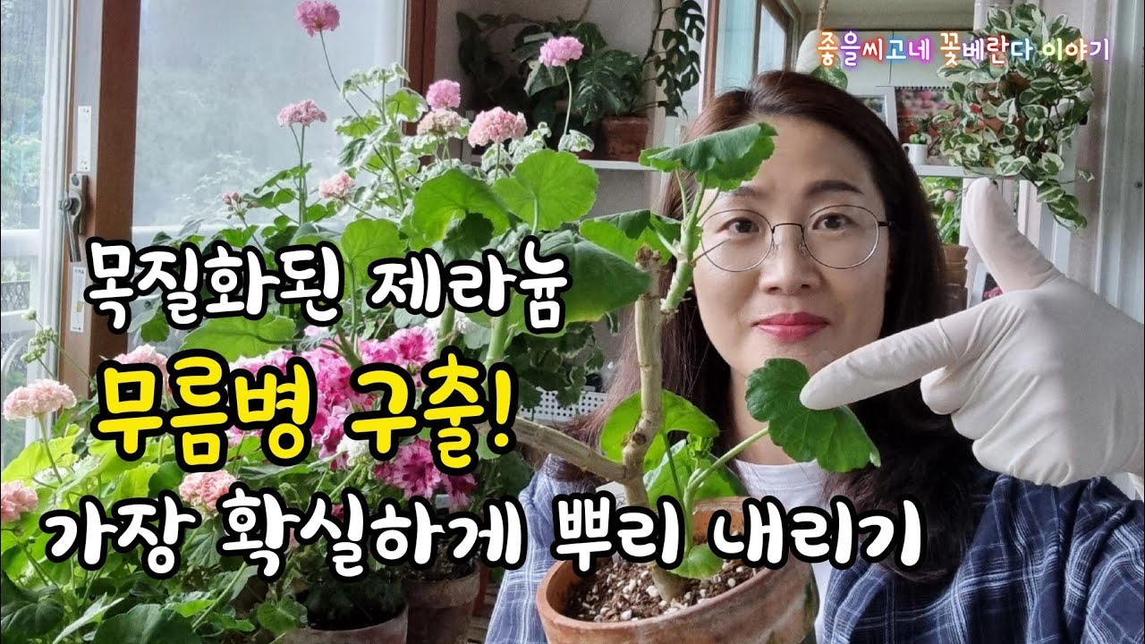 @좋을씨고 #Pelargonium 목질화 된 제라늄에  무름병이 온다면? 가장 확실한  삽목방법!
