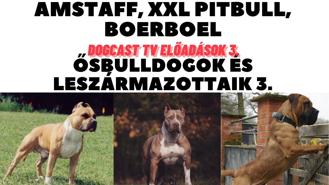 Amstaff/XXL Pitbull/Boerboel - Az Ős-Bulldogok leszámazottai sorozat 3.  DogCast TV Előadások.