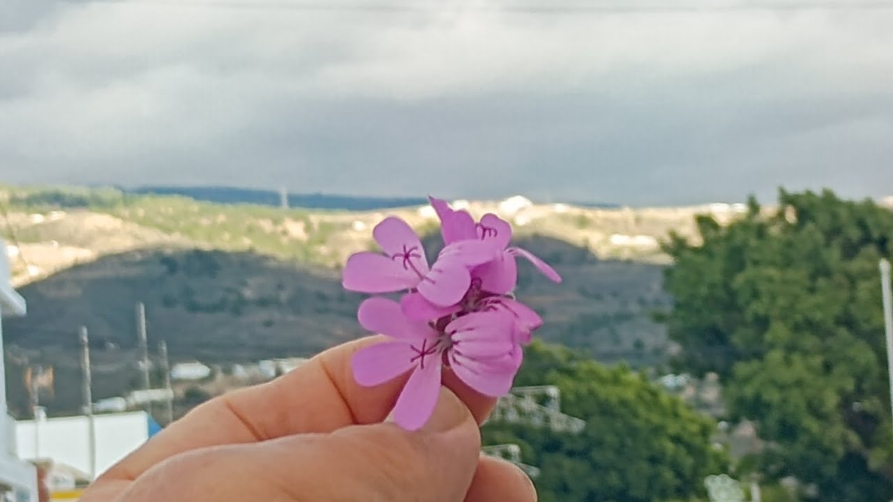 Kanaryjska Anginka Geranium Cytrynka 
