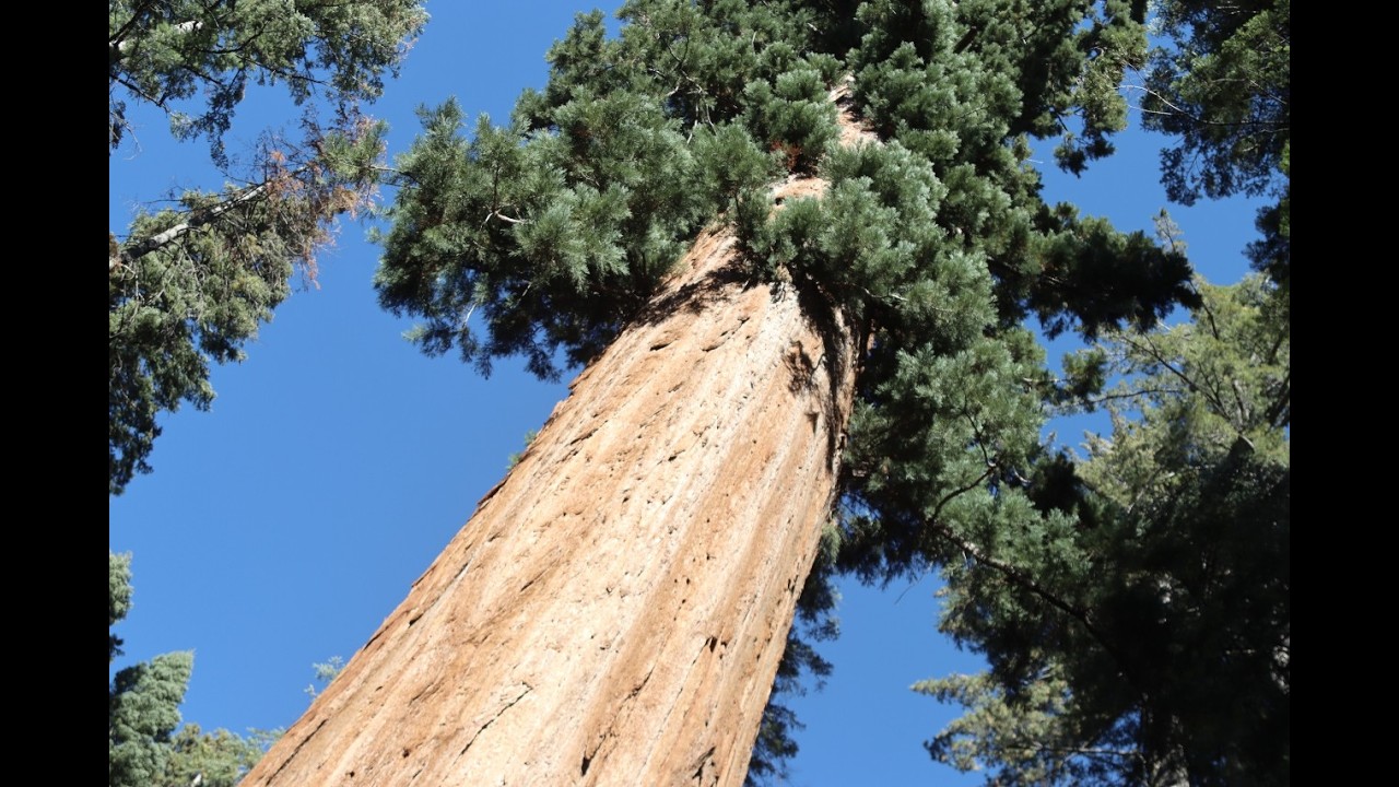 Calaveras Big Trees State Park: vol 3/pt 2, Dreamin' California Along the Mother Lode 4- 11 Oct 2025
