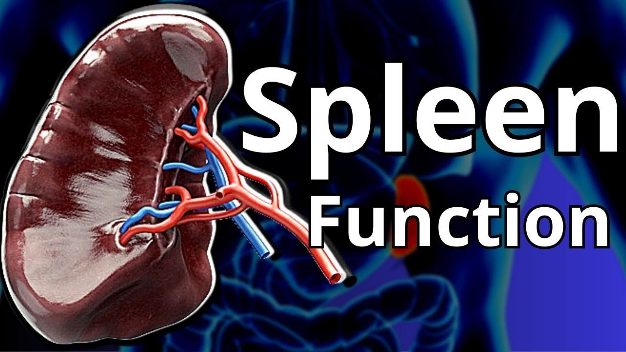 SPLEEN - The Function Of The Spleen Is Crucial Within The Human Body [SPLEEN ANATOMY & PHYSIOLOGY]