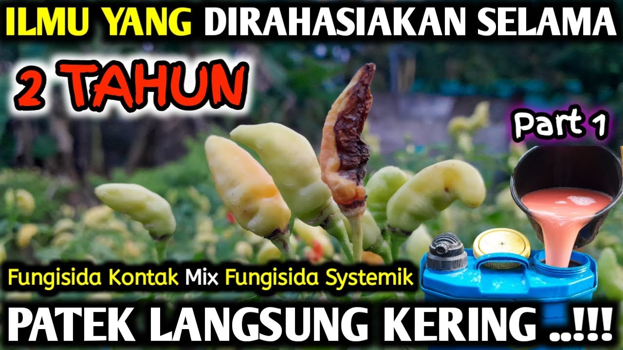 🔴 SEKALI SPRAY PATEK LANGSUNG KERING ..!!! ILMU YANG DIRAHASIAKAN SELAMA 2 TAHUN #infopertaniancabe