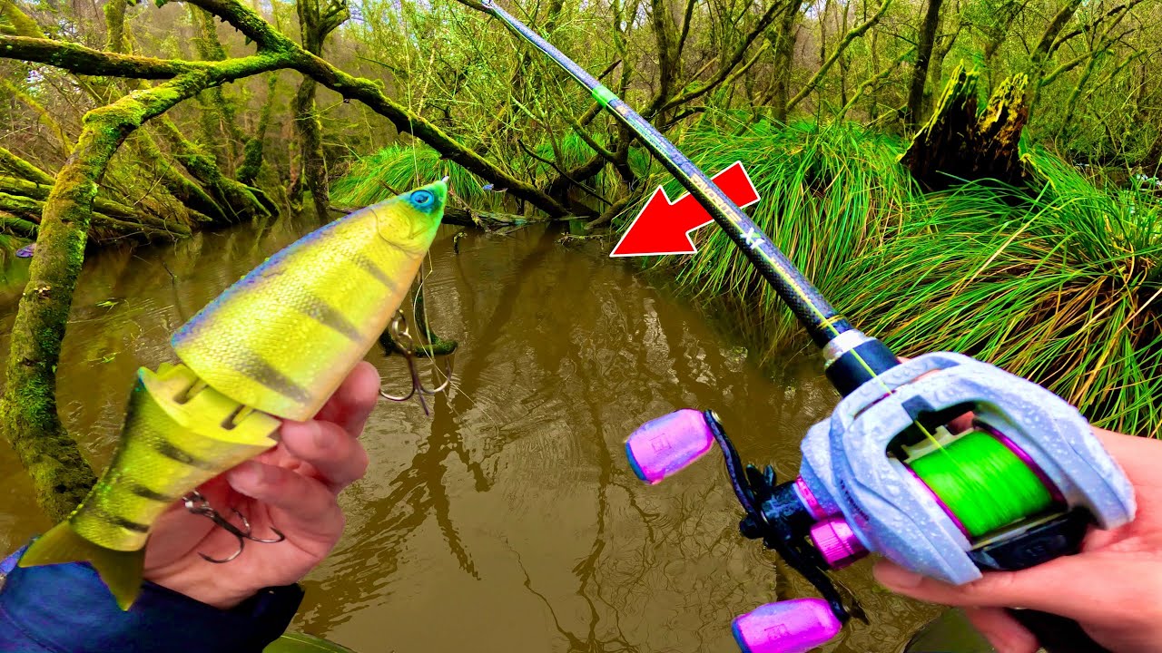 Petit marais abandonné... énorme poisson ?