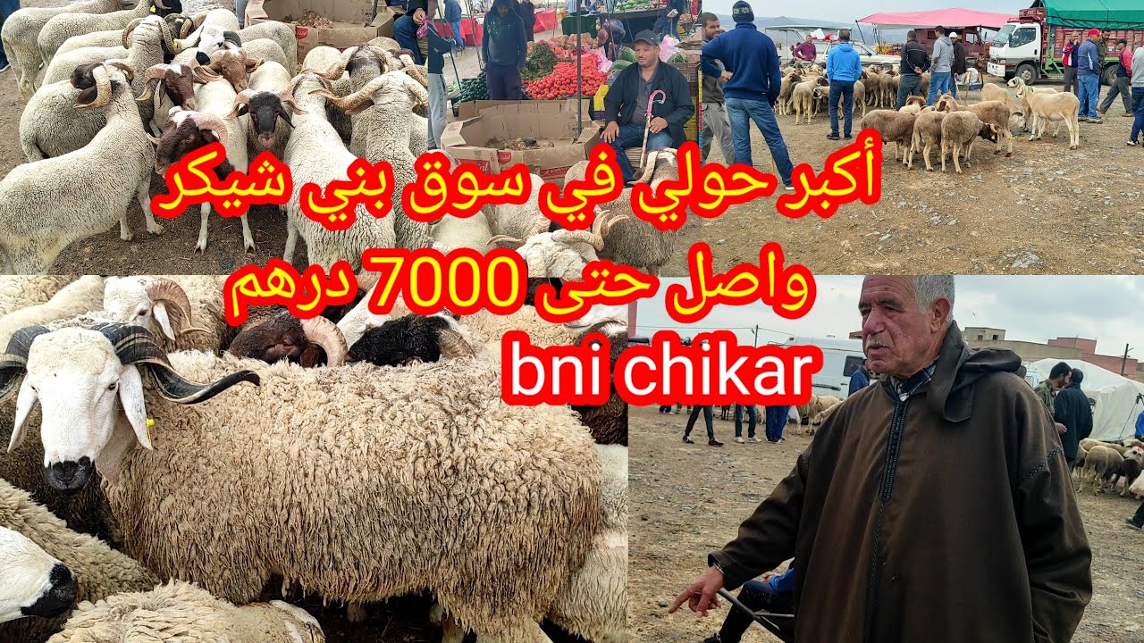 شوفو معانا أكبر حولي في سوق بني شيكر الثمن ديالو 7000 درهم شوفو الفيديو واش يستاهلها ولا لا