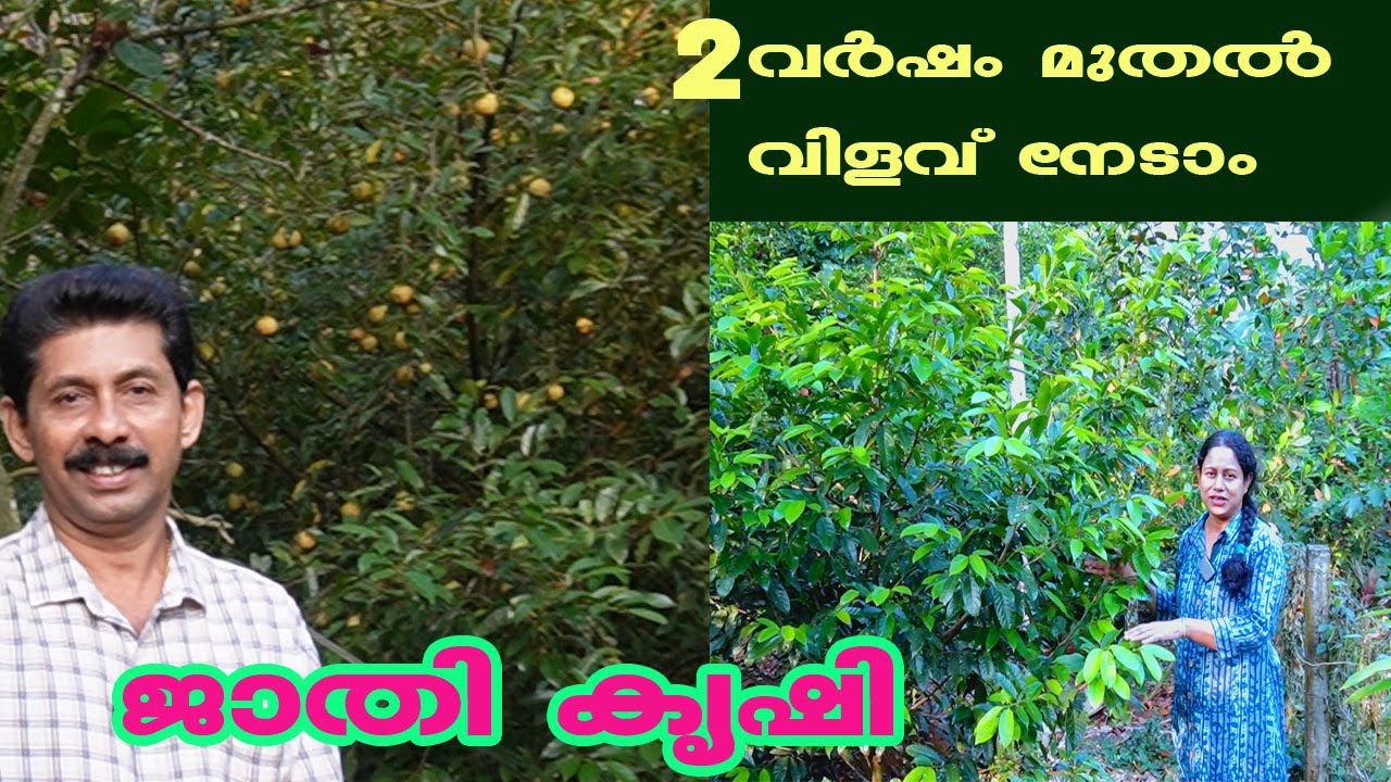 ജാതിക്ക കൃഷി ഞങ്ങളുടെ അനുഭവത്തിൽ നിന്നും പഠിച്ച പാഠങ്ങൾ Best Methods for Nutmeg Farming