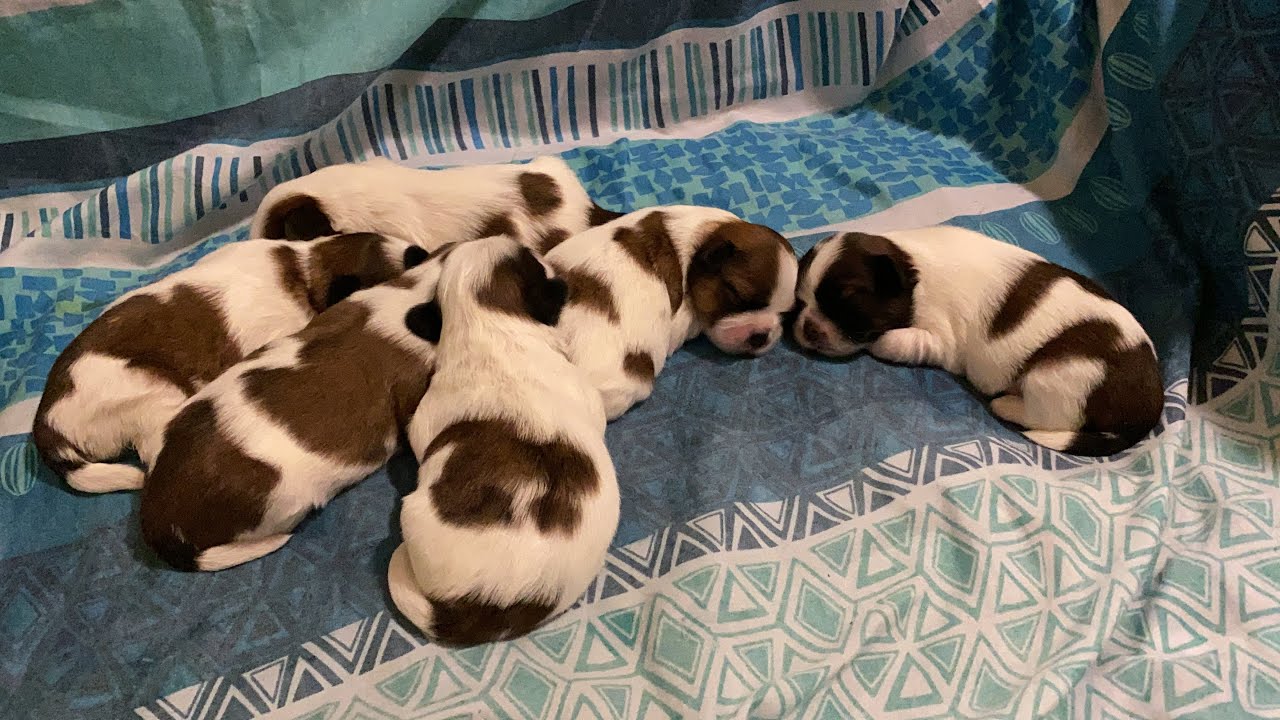 Cachorros Shih Tzu | Primeros 10 días de vida | La Casita de los Shih Tzu