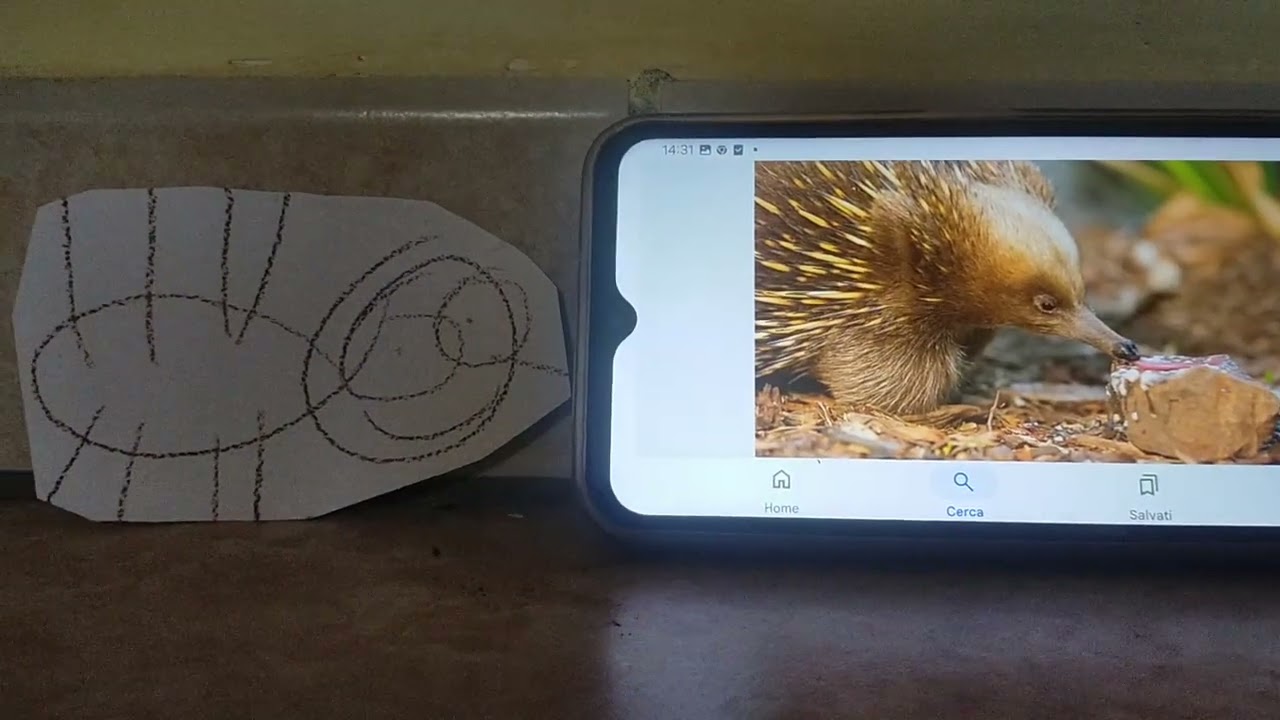 Meet the Animals 84: Echidna