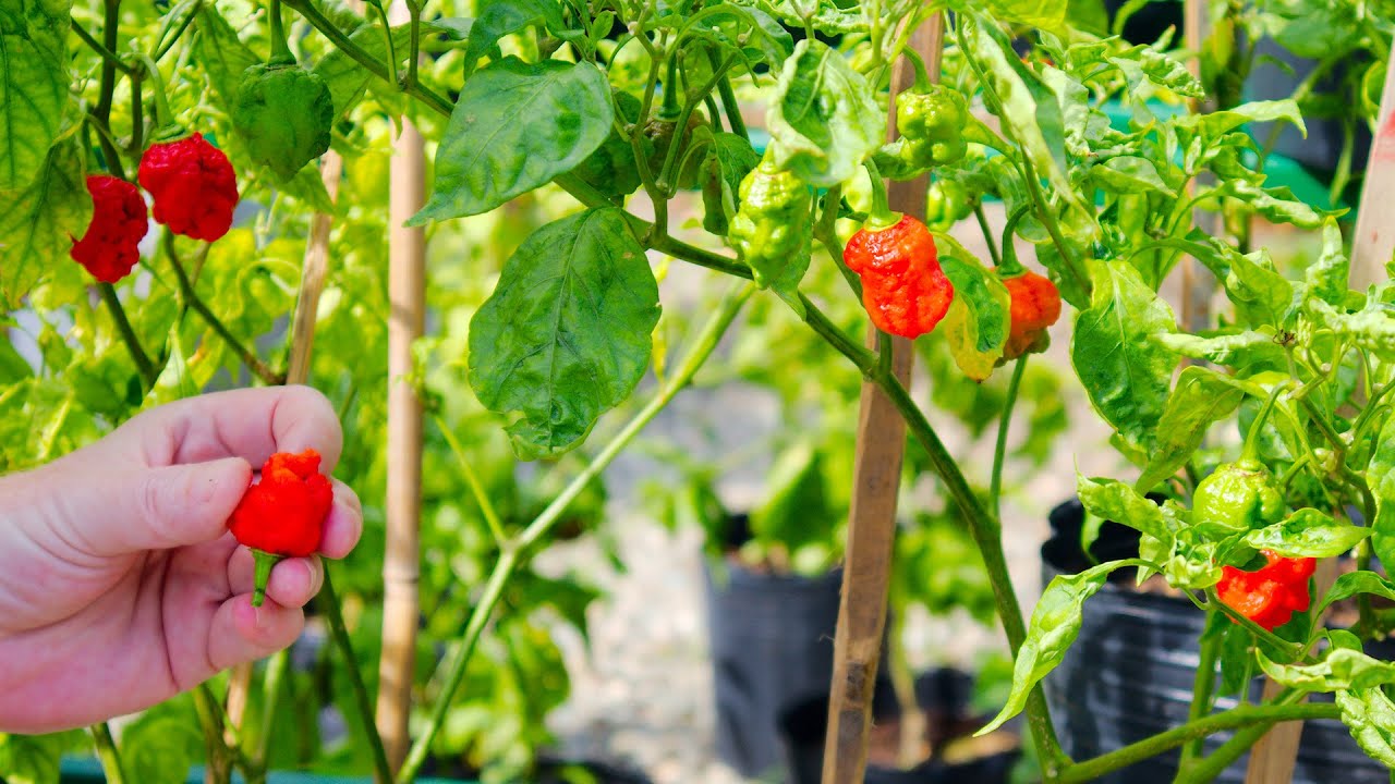 Выращивание перцев сорта «Carolina Reaper» — от семян до плодов
