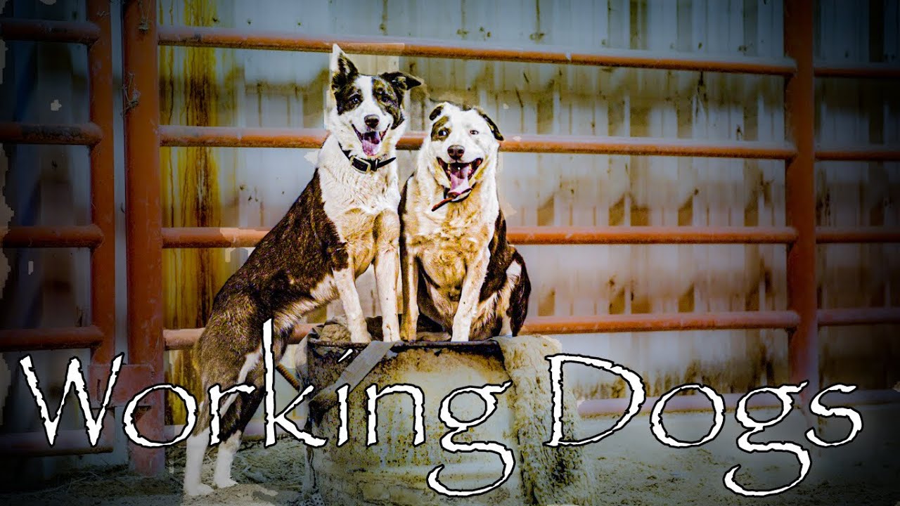 I LOVE TO WATCH A GOOD COW DOG WORK.  #dogs #horses #cows