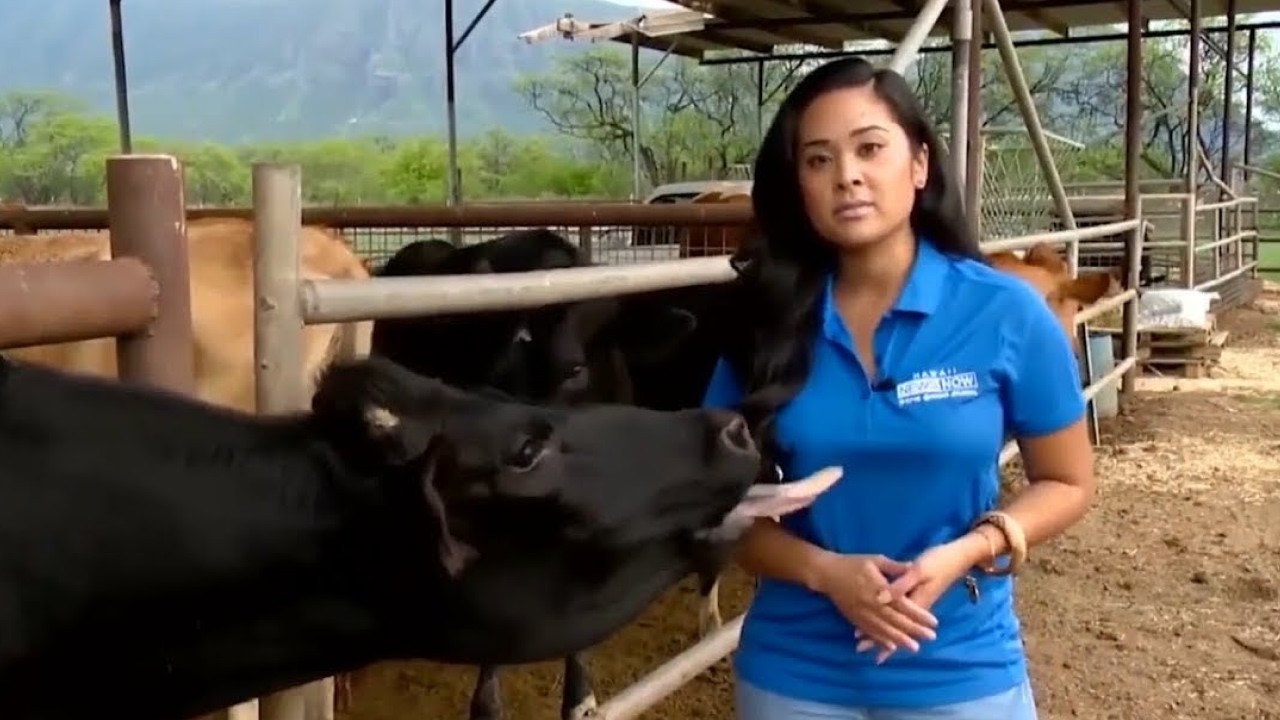 Best Animals News Bloopers Of The Decade...So Far 🤪