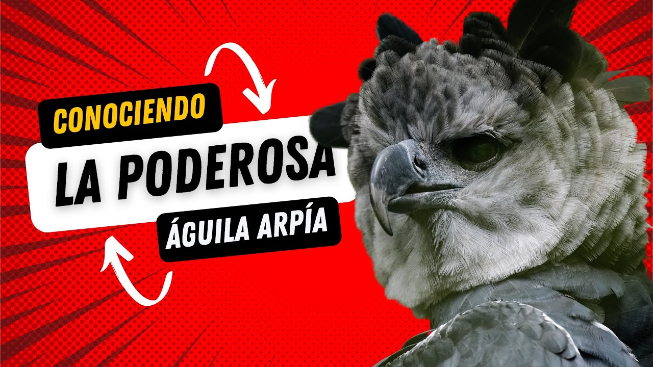 &Aacute;guila Arp&iacute;a o Harp&iacute;a de las rapaces mas poderosas del mundo