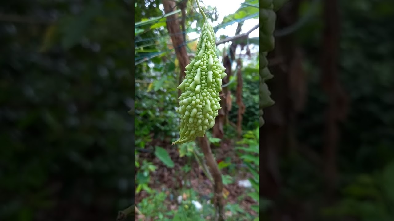#vegetable #bitter gourd #pavakka #organic
