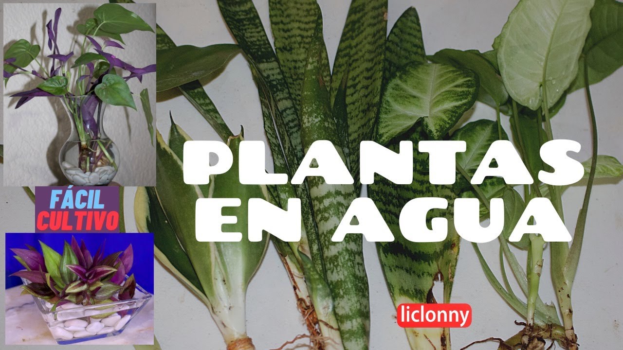Plantas que se pueden Cultivar en agua/ Plantas de Interior/Arreglos en cristal. liclonny
