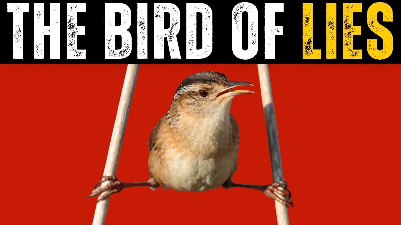 [Animals] This Clever Bird Builds Fake Nests to Outsmart Predators