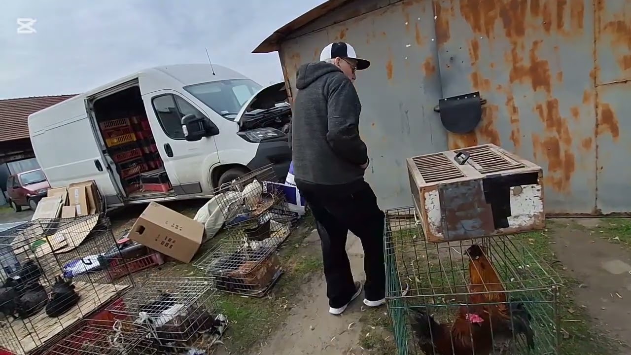 Targ z Gołębiami w PYSKOWICACH ŚLĄSKIE 