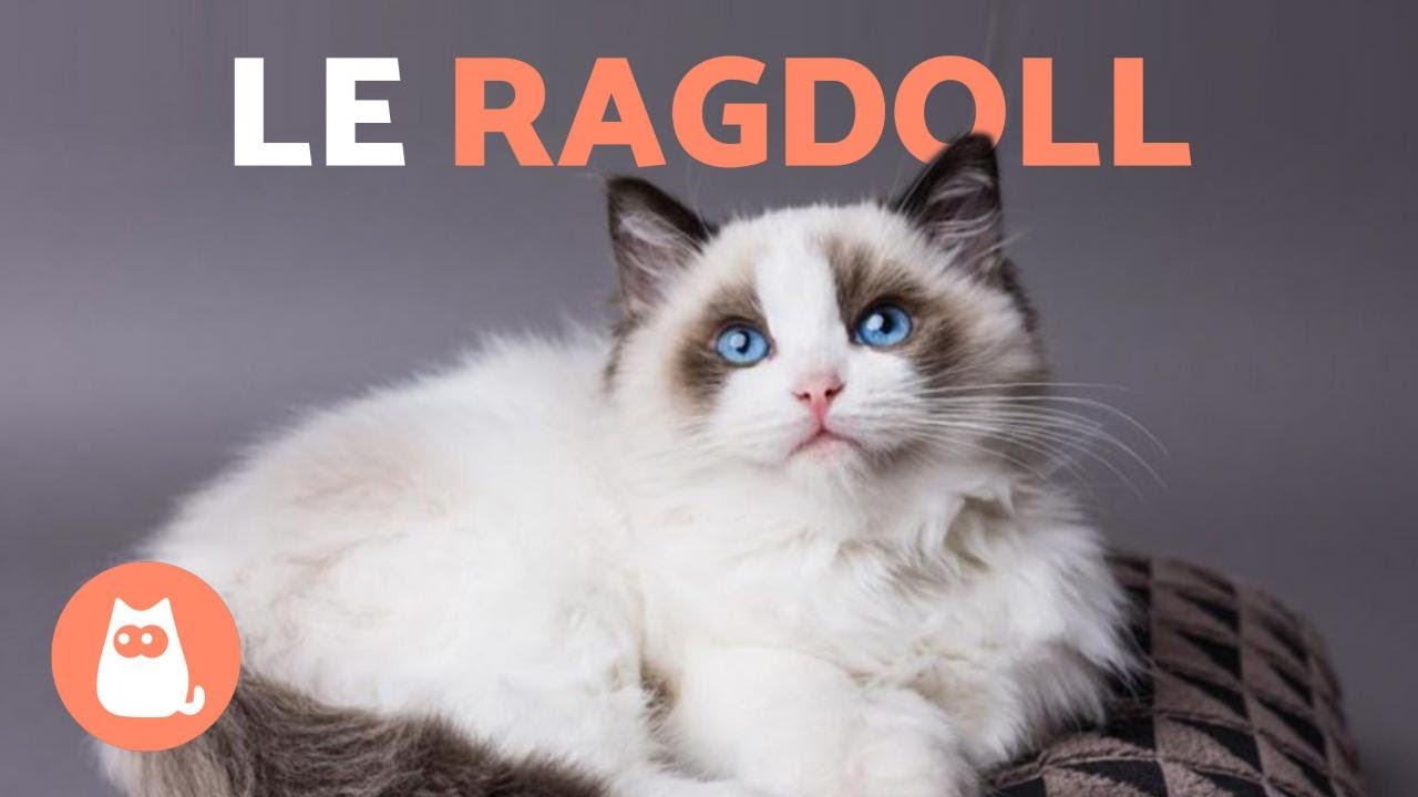 RACE DE CHAT RAGDOLL 🐱 (Caractéristiques, Soins et Origine)