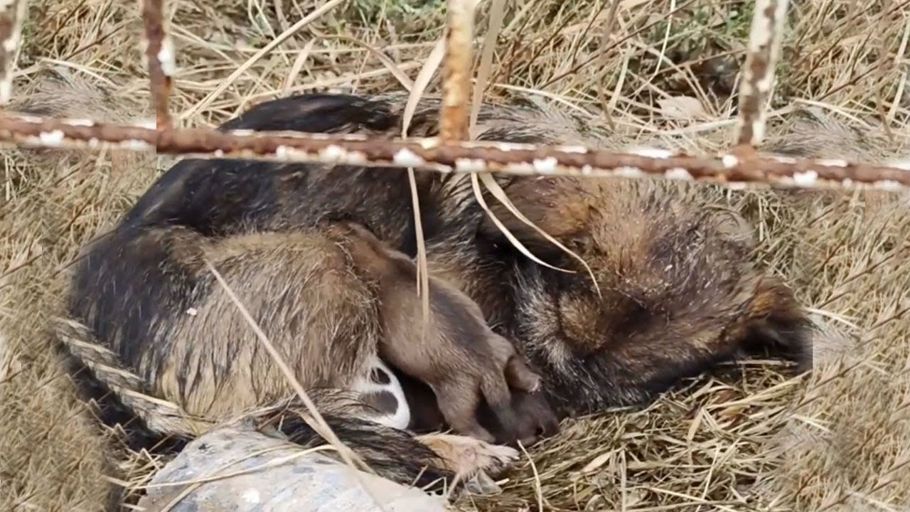 The man found a mother dog and her puppies abandoned in a cold, grassy field