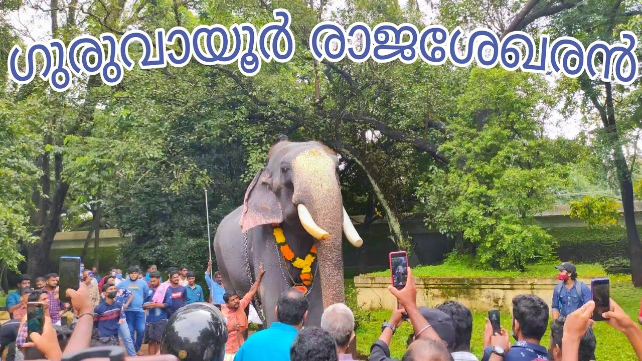 ഗുരുവായൂർ രാജശേഖരൻ്റെ മാസ്സ് നിലവ് 🔥🔥 Guruvayoor Rajasekharan @Vadakkumnathan #keralaelephants