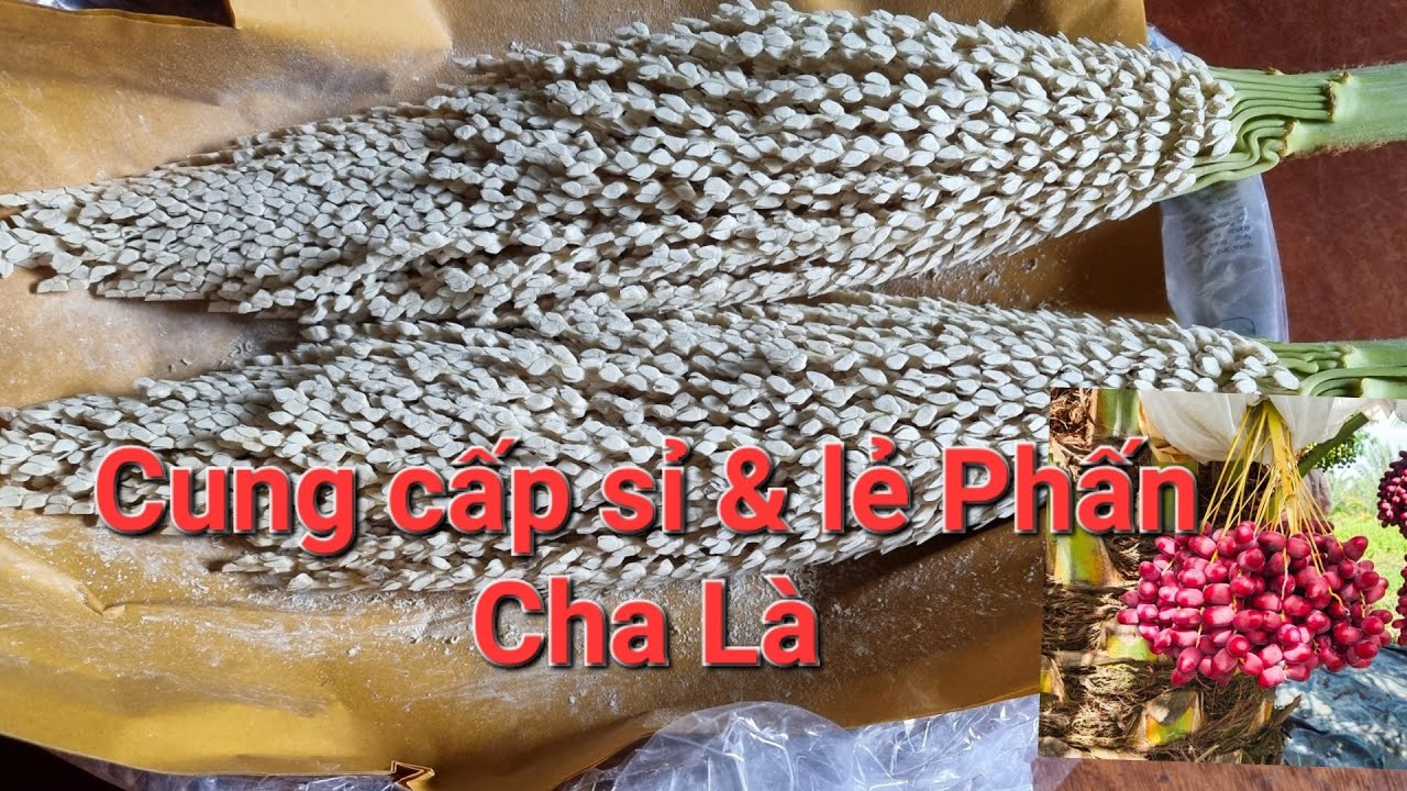 cung cấp sỉ & lẻ phấn chà là các loại @chalanuoicaymo7979
