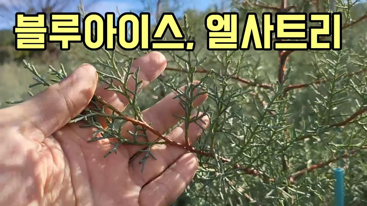 블루아이스(Blue Ice) 엘사트리 작업. 겨울에 더욱 아름다운 나무