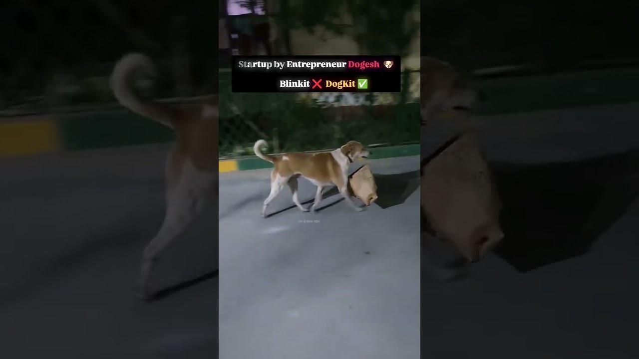 Blinkit Nahi Dogkit karo | funny daogs/puppy reels shorts #ytshorts #videos #comedy #funnymemes