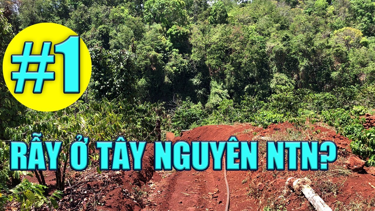 Rẫy ở T&acirc;y Nguy&ecirc;n NTN?? (P1) | Cuộc Sống T&acirc;y Nguy&ecirc;n