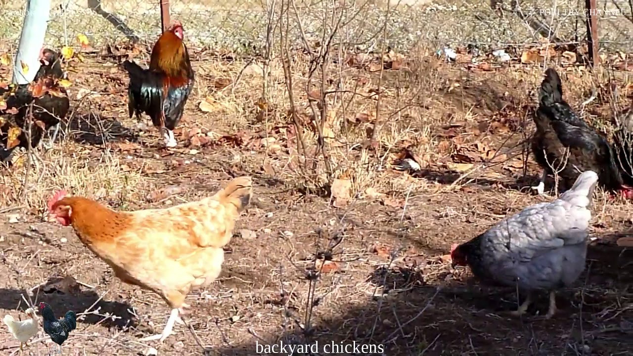 Backyard chickens - free range chickens -AGROKOTA.GR