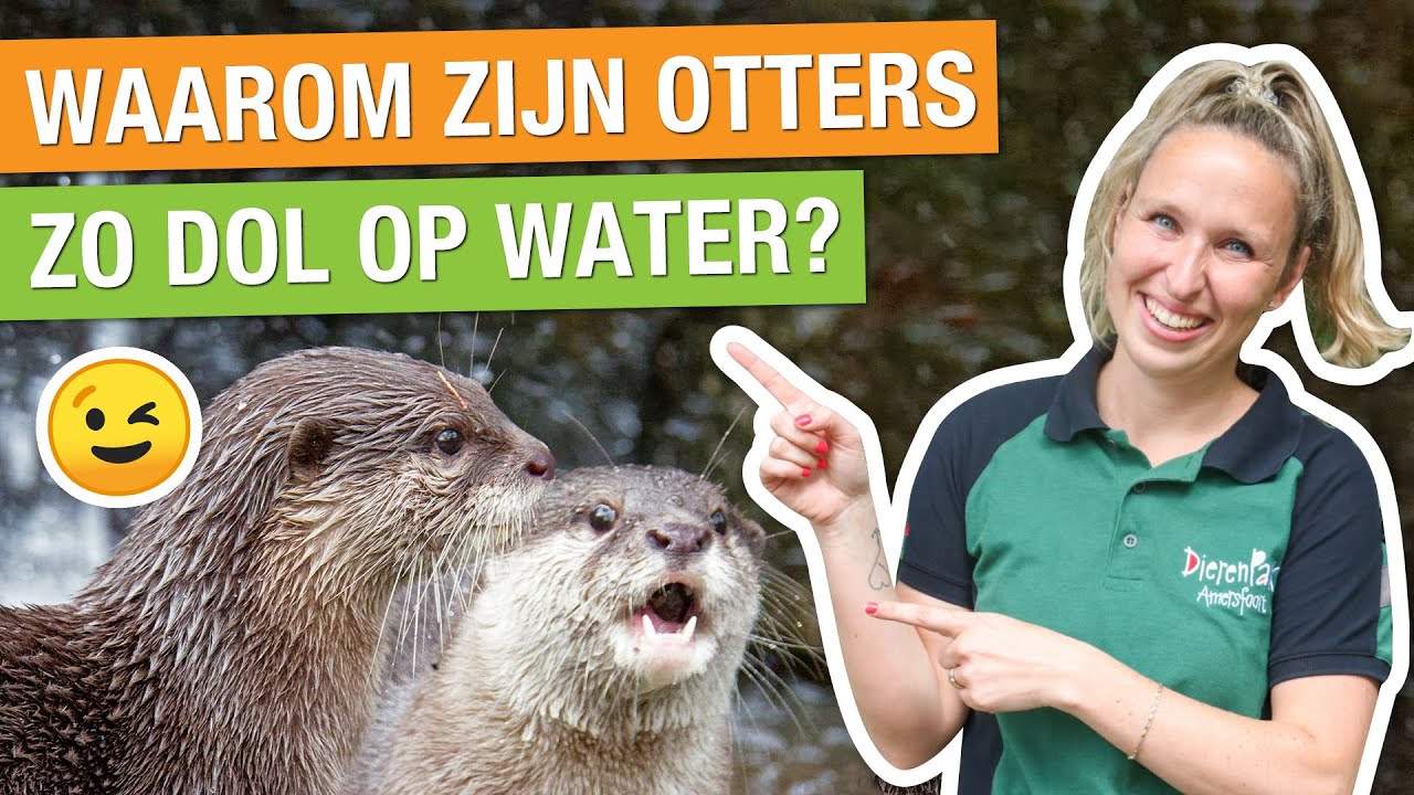 ACHTER DE SCHERMEN BIJ DE OTTERS MET DE DIERVERZORGER! 🤯🦦 | Carlijns Dierenvraag #41