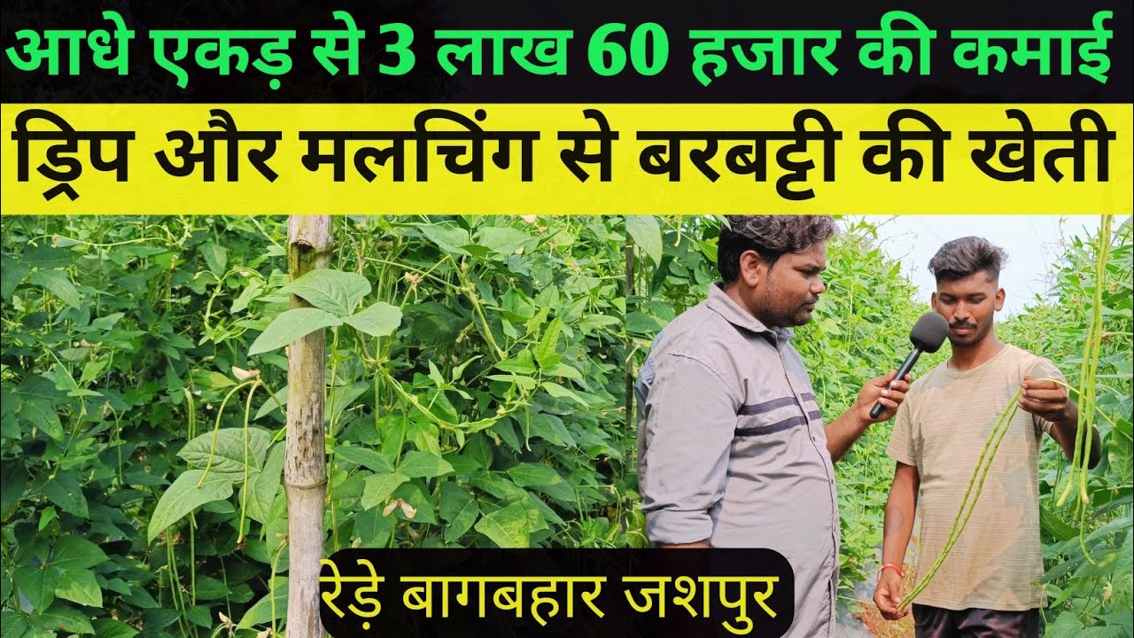 बरबट्टी की खेती || आधे एकड़ से 3 लाख 60 हजार की कमाई || ड्रिप और मलचिंग से बरबट्टी की खेती #बरबट्टी