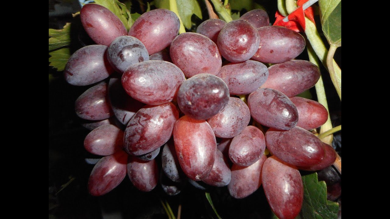 СЮЗАННА И АЙВЕНГО 2022! 🍇🍇🍇ТЕЛ.+79054033245, WhatsApp и Viber +79528500417.