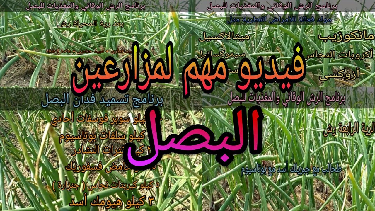 برنامج تسميد وري البصل وبرنامج الرش الوقائي ورش المغذيات لزيادة الإنتاج