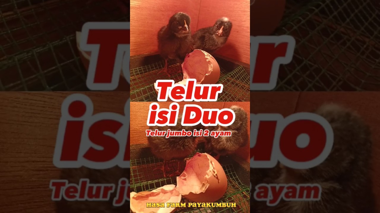 Telur isi Duo Menetas| Telur jumbo isi 2 ayam | menetas kembar #shorts #animals