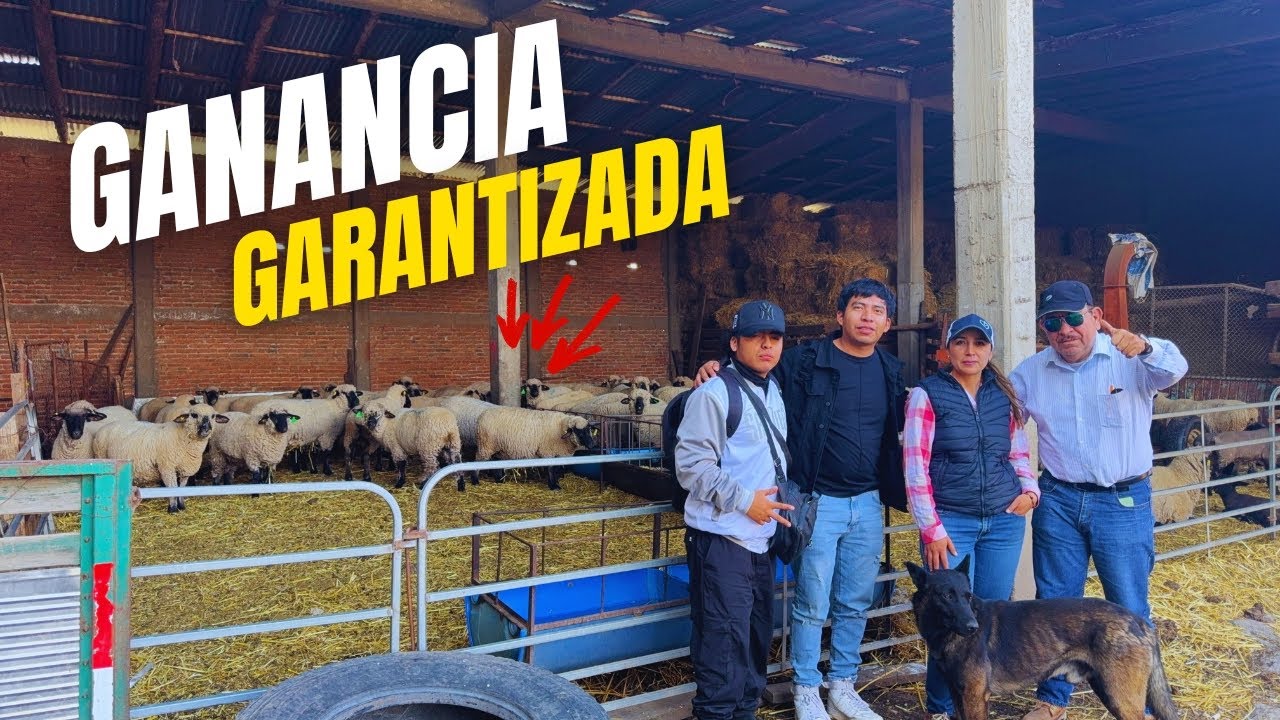 Así se logra el Alto Rendimiento en la raza de borregos Hampshire