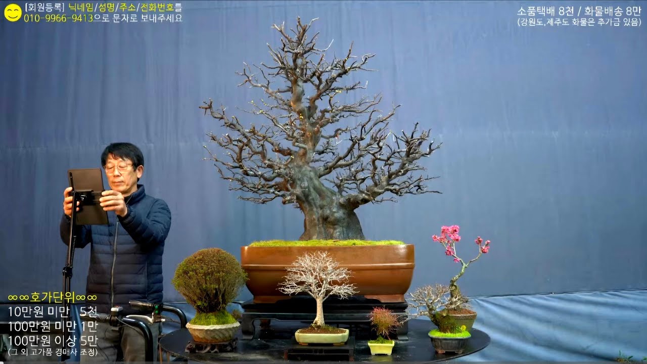 😊2월 7일(土) 208회차 Live 방송 【스마일분재경매(韓国の盆栽/Korean Bonsai)】